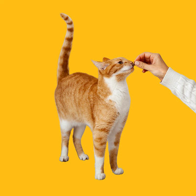 Treats - Pet Priority