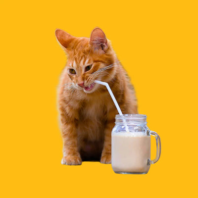 Hydration and Supplement - Pet Priority