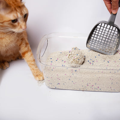 Lola&co Bentonite Cat Litter 25L