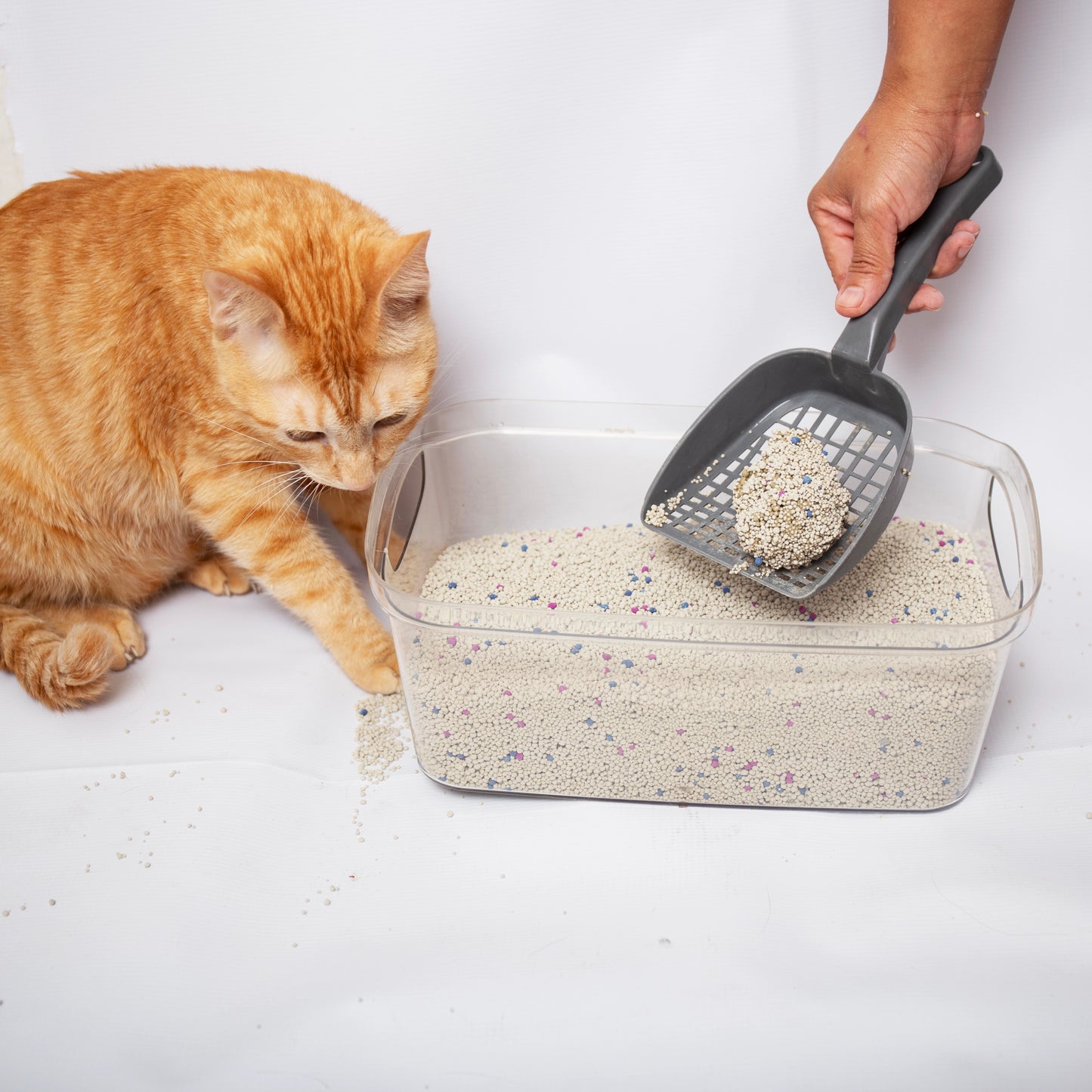 Lola&co Bentonite Cat Litter 25L